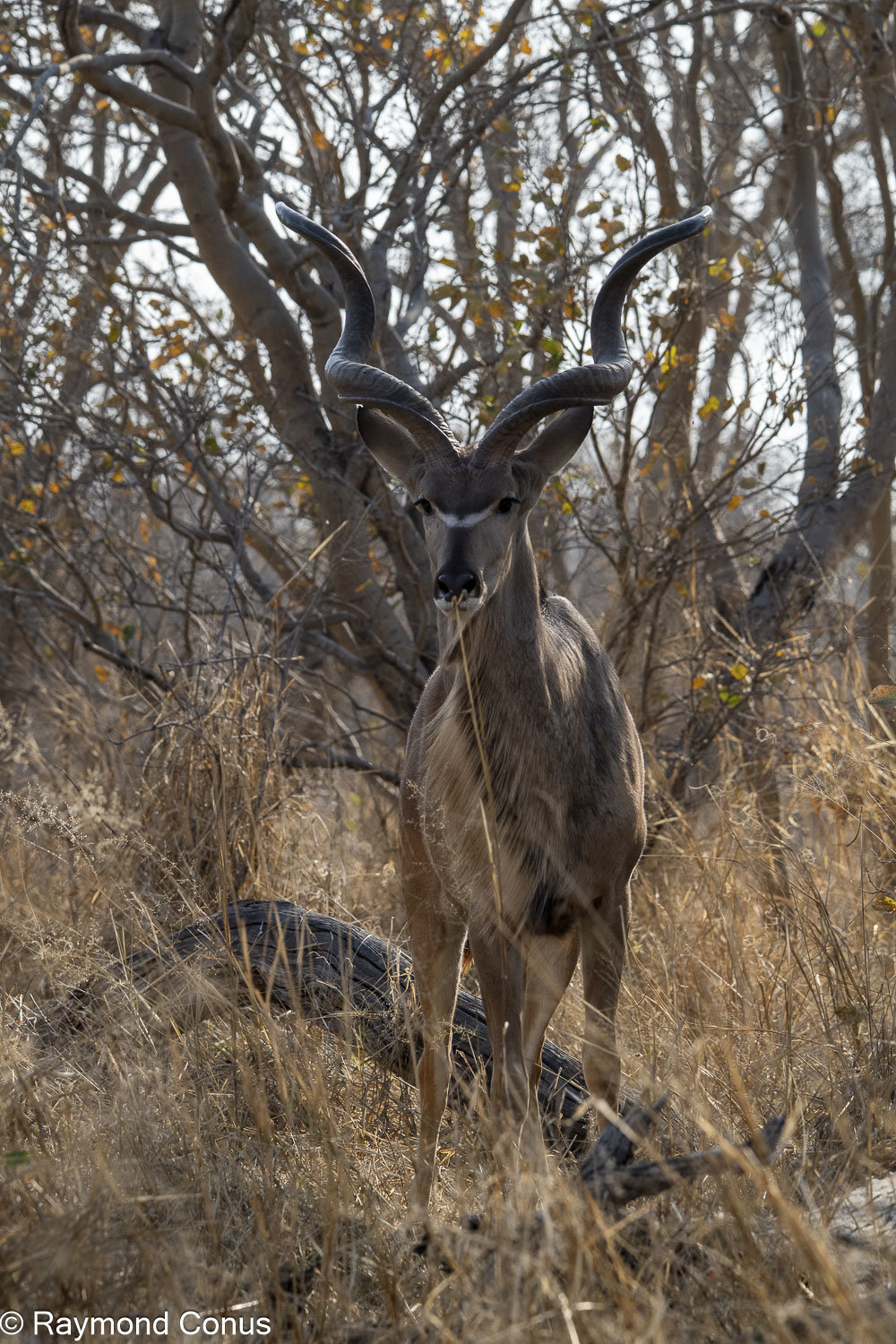 Le grand koudou (14)