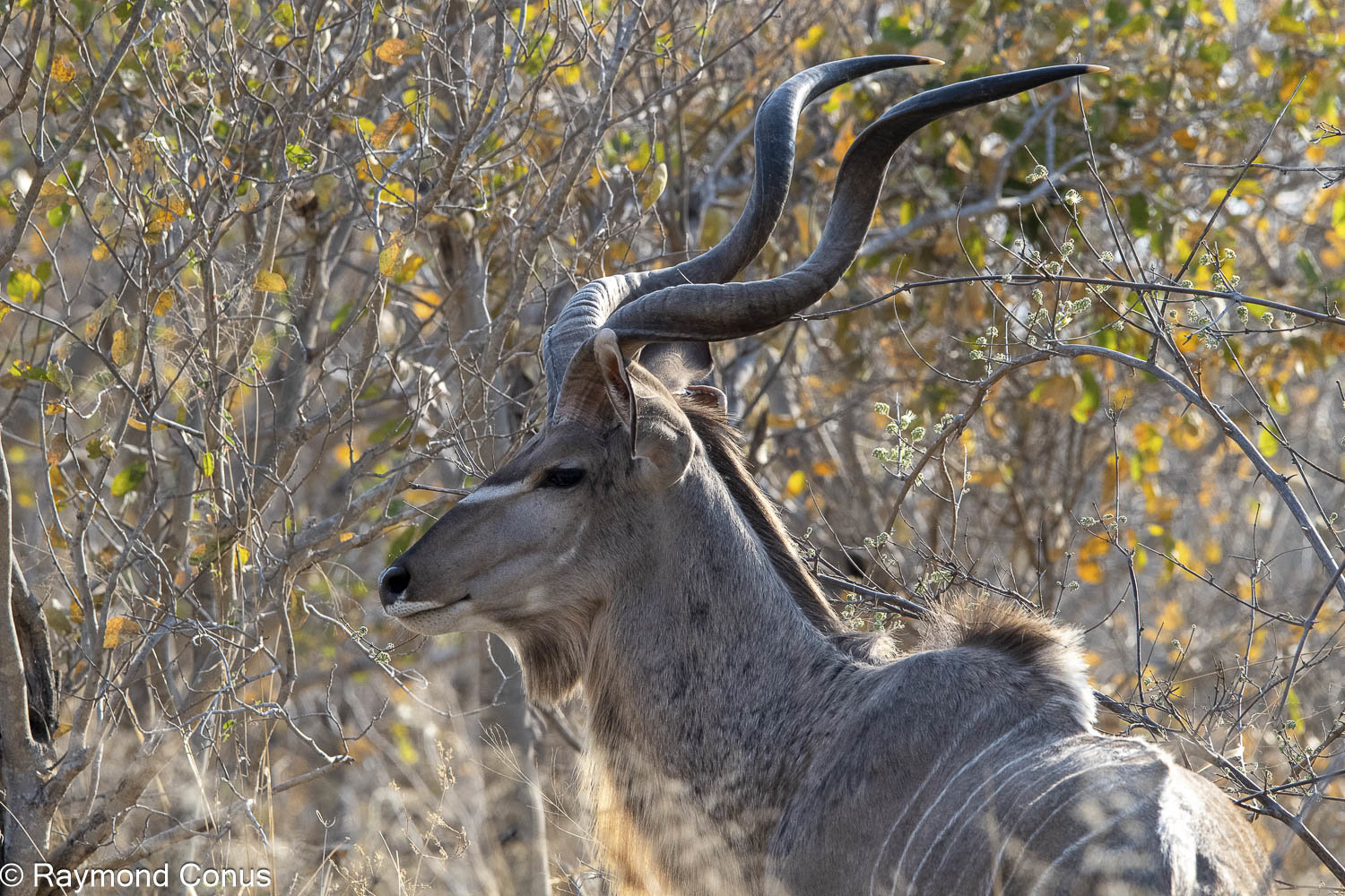 Le grand koudou (16)