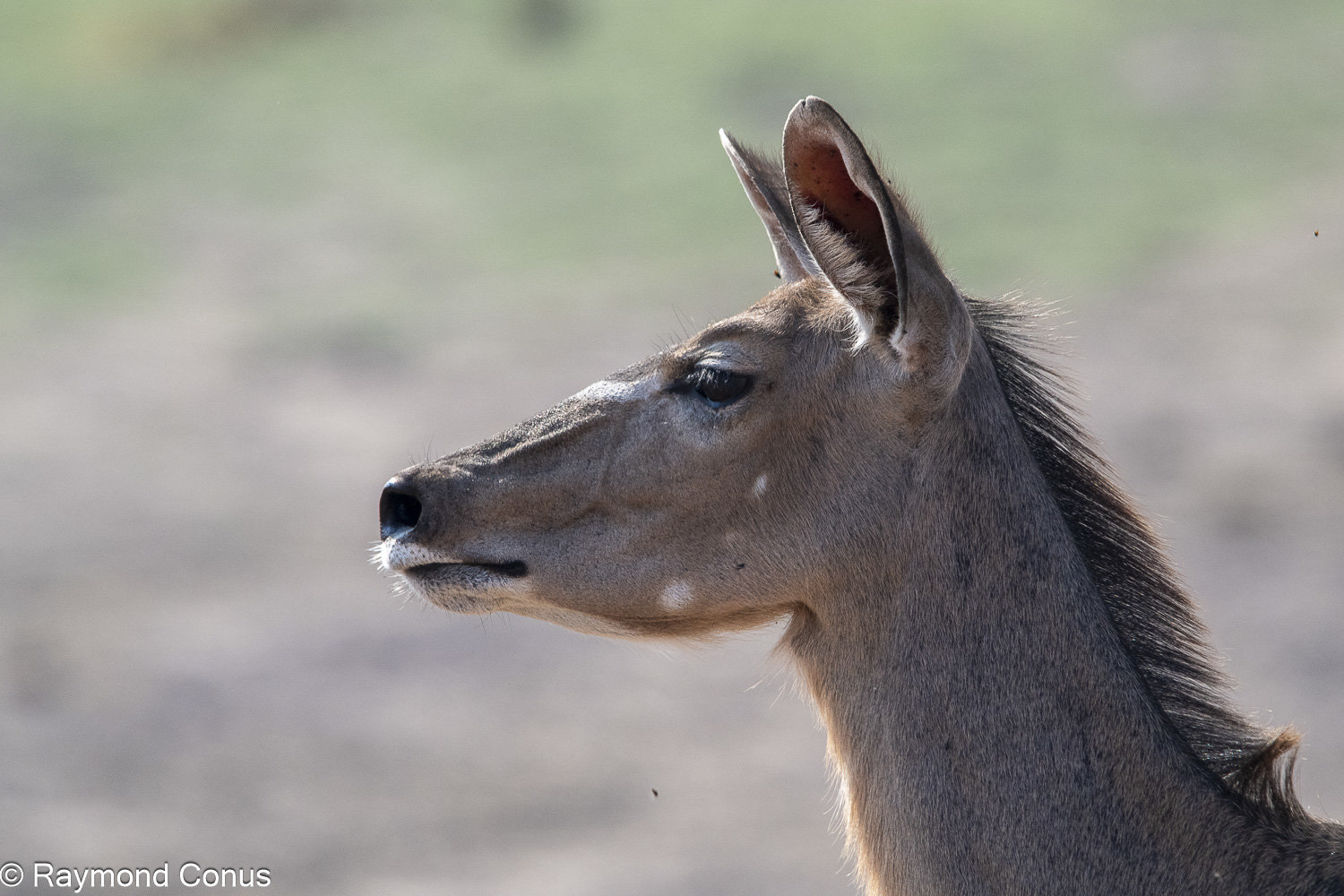Botswana 2025 (10068)