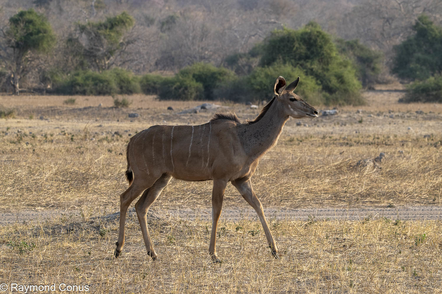 Le grand koudou (22)
