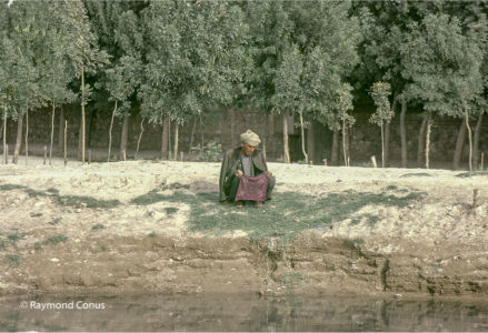 Afghanistan (19)