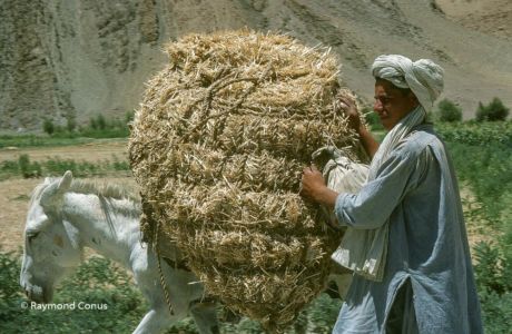Afghanistan (40)