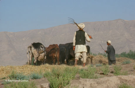 Afghanistan (44)