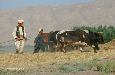 Afghanistan (46)