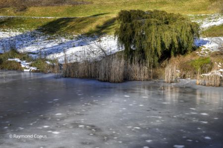 Arboretum du vallon de l'Aubonne en hiver (33)