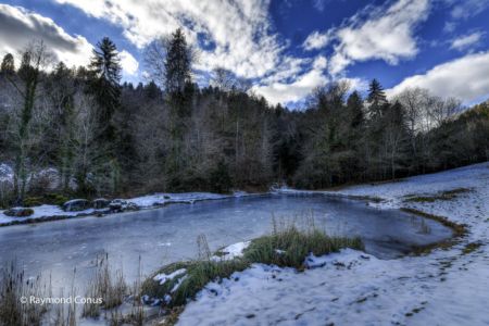 Arboretum du vallon de l'Aubonne en hiver (39)