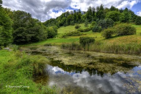 Arboretum du vallon de l'Aubonne en été (11)