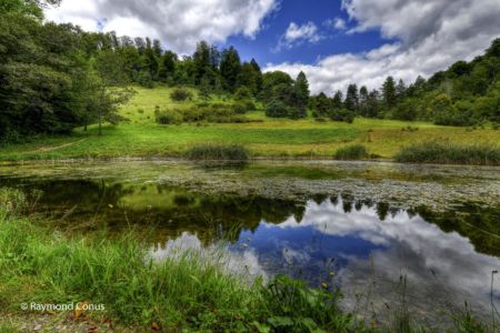 Arboretum du vallon de l'Aubonne en été (14)