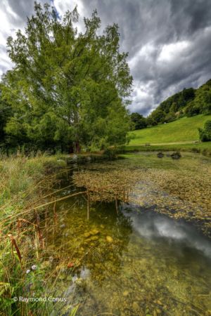 Arboretum du vallon de l'Aubonne en été (20)