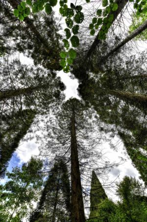 Arboretum du vallon de l'Aubonne en été (22)