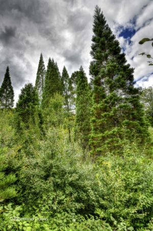 Arboretum du vallon de l'Aubonne en été (23)