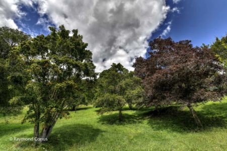 Arboretum du vallon de l'Aubonne en été (7)