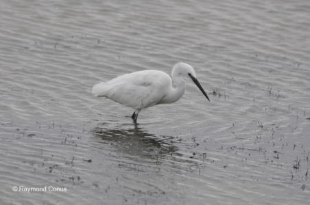 Les oiseaux (10)