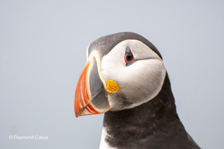 Les oiseaux (14)