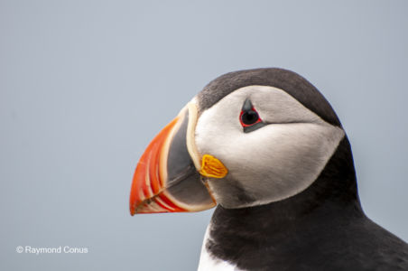 Les oiseaux (15)