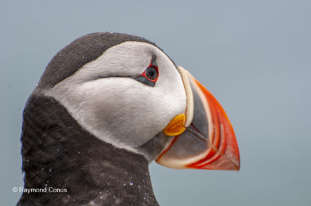 Les oiseaux (17)