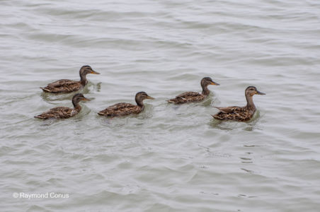 Les oiseaux (19)