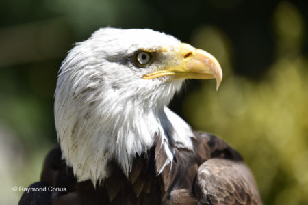 Les oiseaux (20)