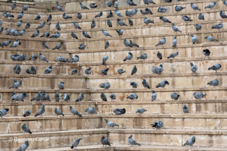 Les oiseaux (21)