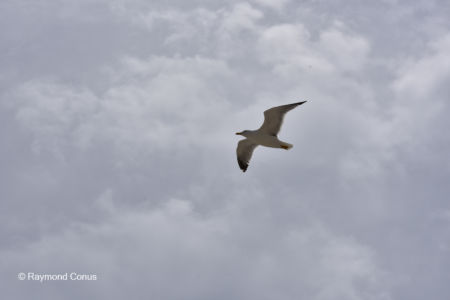 Les oiseaux (22)