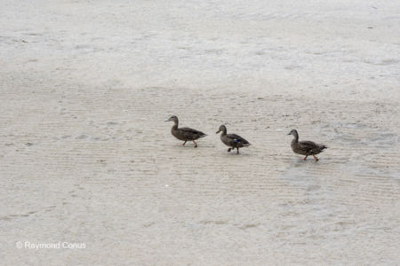 Les oiseaux (24)