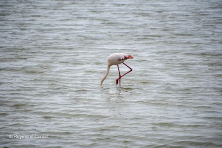 Les oiseaux (27)