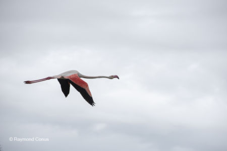 Les oiseaux (31)