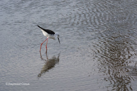 Les oiseaux (33)