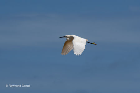 Les oiseaux (35)