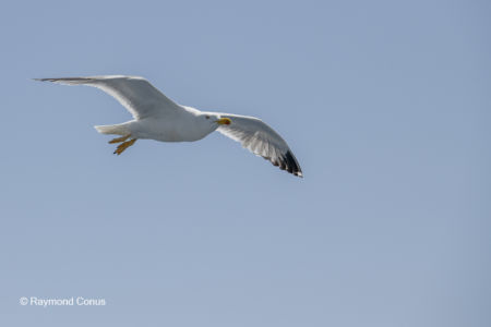 Les oiseaux (38)