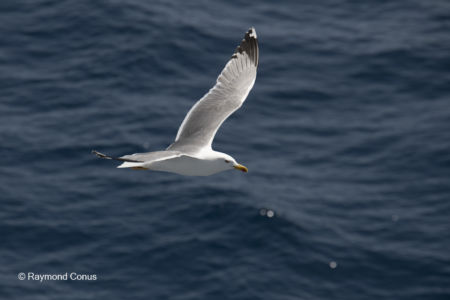 Les oiseaux (39)