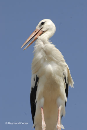 Les oiseaux (3)