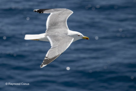 Les oiseaux (40)