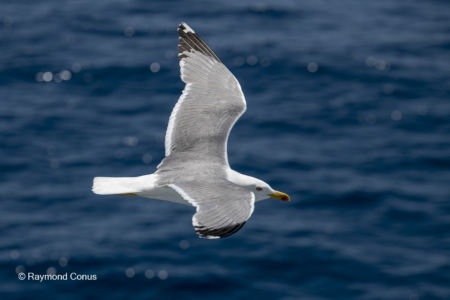 Les oiseaux (41)
