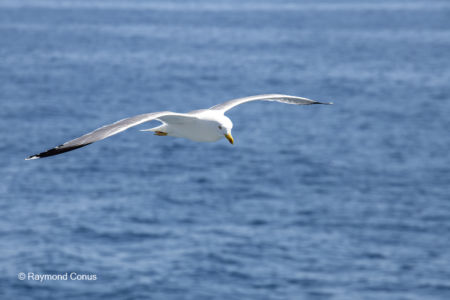 Les oiseaux (43)