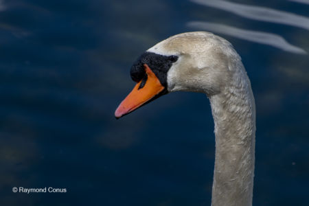 Les oiseaux (48)