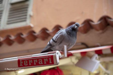 Côte d'Azur (25)