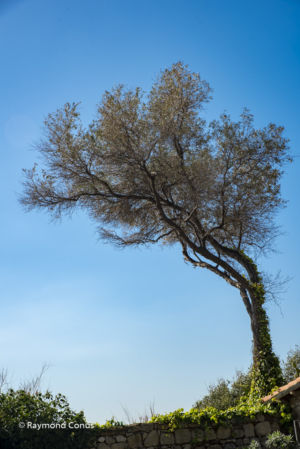 Côte d'Azur (28)