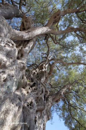 Côte d'Azur (35)