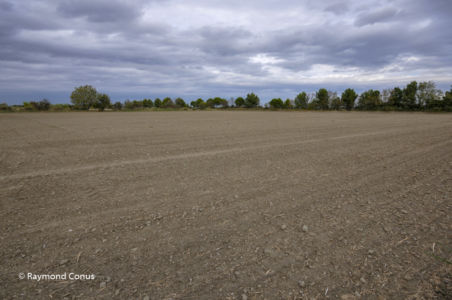 Camargue (10)
