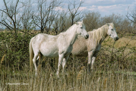 Camargue (12)