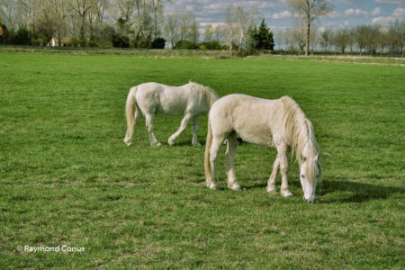 Camargue (14)
