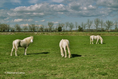 Camargue (15)