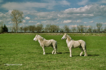 Camargue (16)