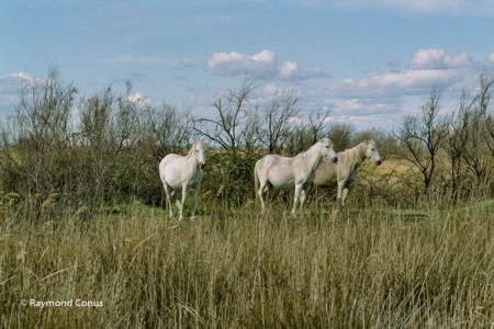 Camargue (18)