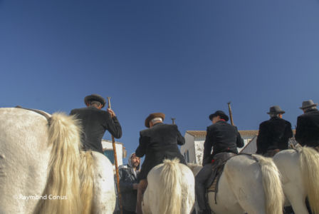 Camargue (25)