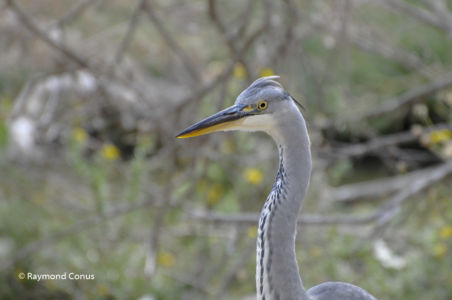 Camargue (2)