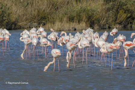 Camargue (35)