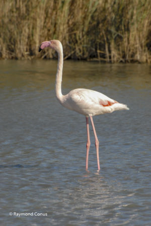 Camargue (36)
