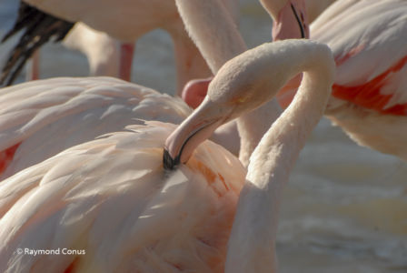 Camargue (37)